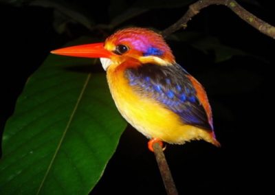 15. Oriental-Dwarf-Kingfisher