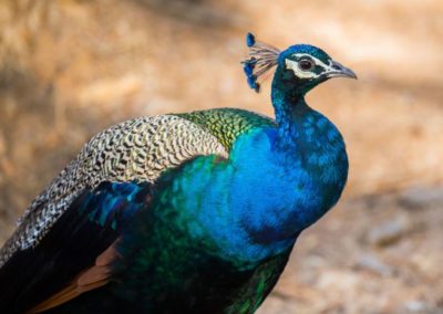 Peacock in Ranthambor, India