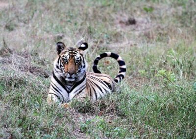 kokoindia_rajasthan_wildlifesafari (5)